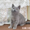 114年11月出生：《立耳英國短毛公貓》 (藍色)