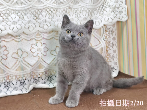 114年11月出生：《立耳英國短毛公貓》 (藍色)