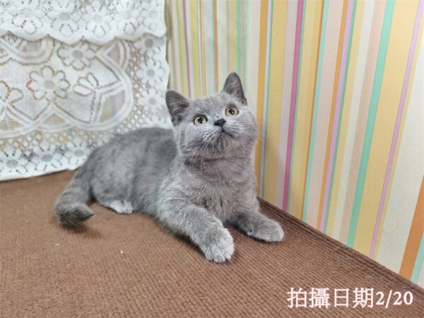 114年11月出生：《立耳英國短毛公貓》 (藍色)