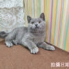 114年11月出生：《立耳英國短毛公貓》 (藍色)