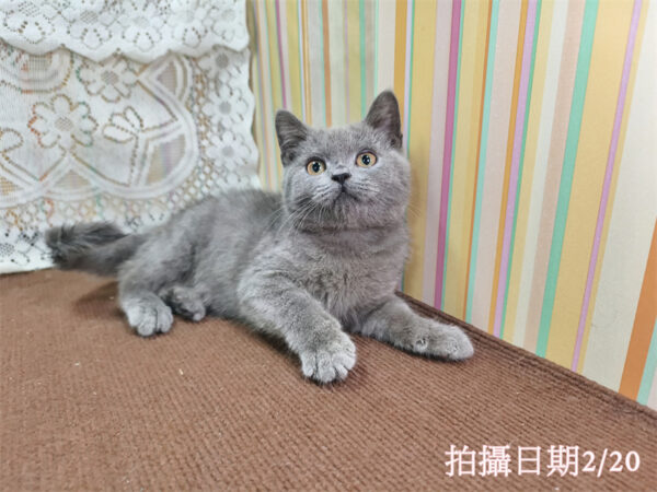 114年11月出生：《立耳英國短毛公貓》 (藍色)
