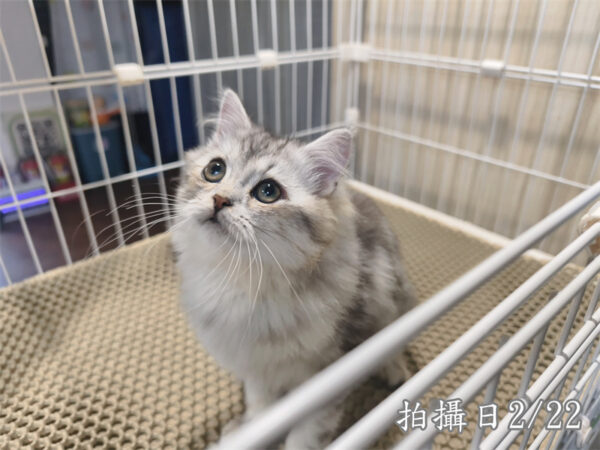 114年10月出生：《立耳美國長毛公貓》 (銀中長毛)