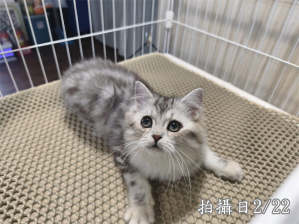 114年10月出生：《立耳美國長毛公貓》 (銀中長毛)