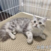 114年10月出生：《立耳美國長毛公貓》 (銀中長毛)