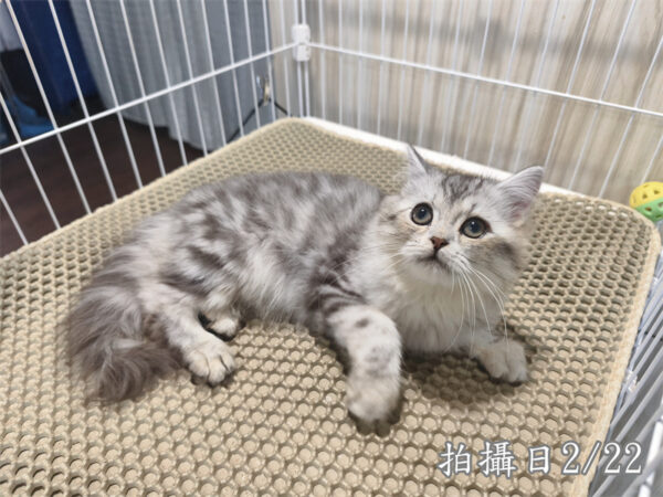 114年10月出生：《立耳美國長毛公貓》 (銀中長毛)