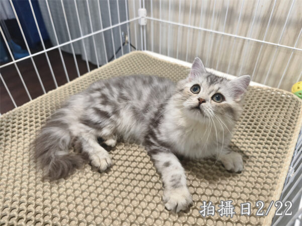 114年10月出生：《立耳美國長毛公貓》 (銀中長毛)