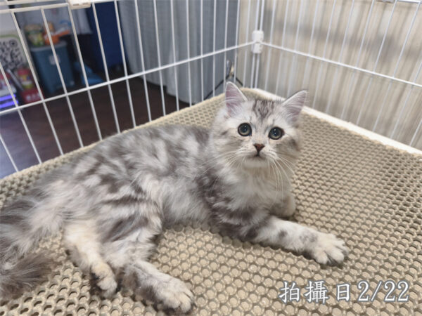 114年10月出生：《立耳美國長毛公貓》 (銀中長毛)
