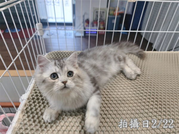 114年10月出生：《立耳美國長毛公貓》 (銀中長毛)