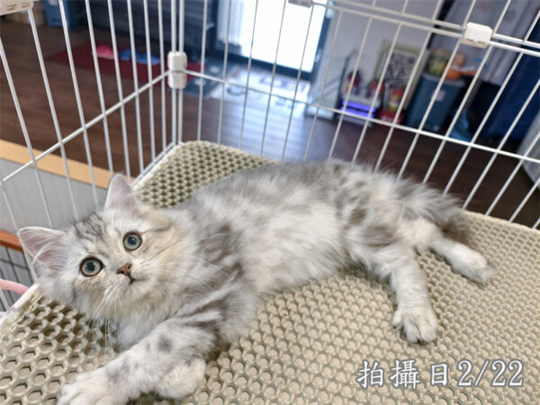 114年10月出生：《立耳美國長毛公貓》 (銀中長毛)
