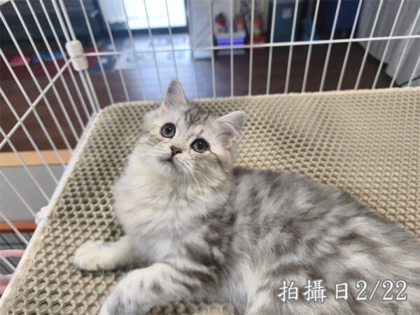 114年10月出生：《立耳美國長毛公貓》 (銀中長毛)