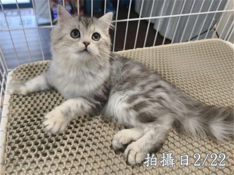 114年10月出生：《立耳美國長毛公貓》 (銀中長毛)