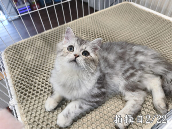 114年10月出生：《立耳美國長毛公貓》 (銀中長毛)