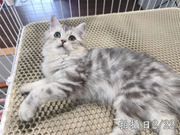 114年10月出生：《立耳美國長毛公貓》 (銀中長毛)