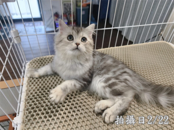 114年10月出生：《立耳美國長毛公貓》 (銀中長毛)