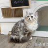 114年10月出生：《立耳美國長毛公貓》 (銀中長毛)
