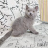 114年11月出生：《立耳英國短毛公貓》 (已售)