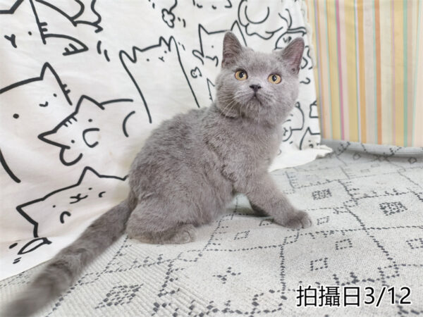114年11月出生：《立耳英國短毛公貓》 (已售)
