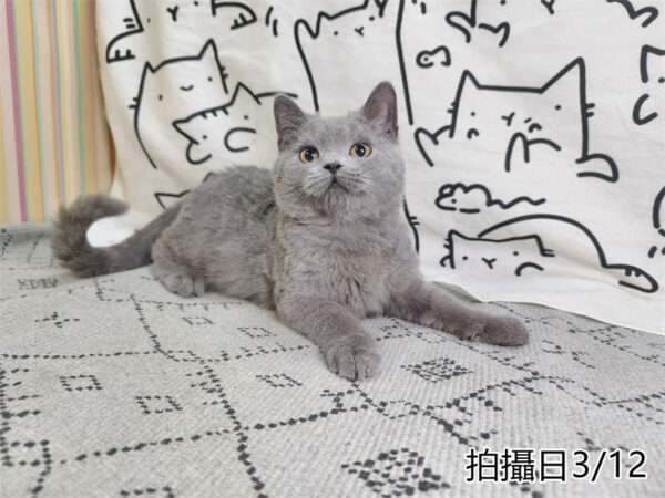 114年11月出生：《立耳英國短毛公貓》 (已售)