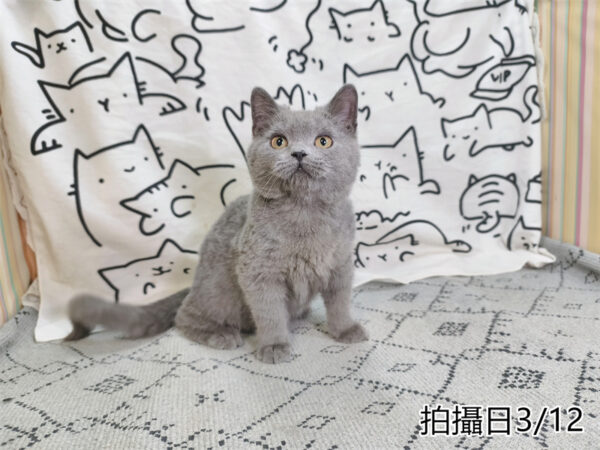 114年11月出生：《立耳英國短毛公貓》 (已售)