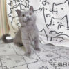 114年11月出生：《立耳英國短毛公貓》 (已售)