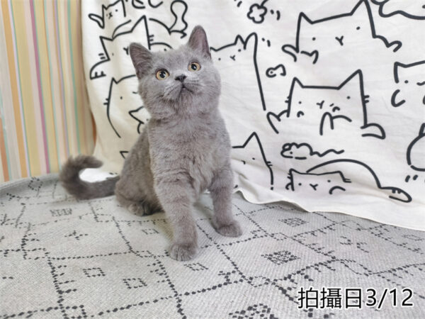 114年11月出生：《立耳英國短毛公貓》 (已售)