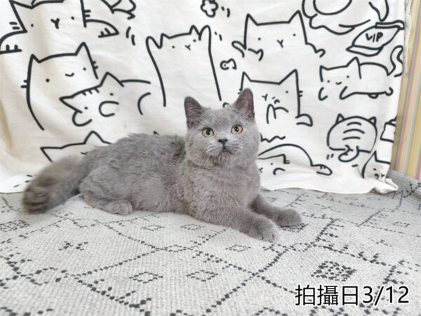 114年11月出生：《立耳英國短毛公貓》 (已售)