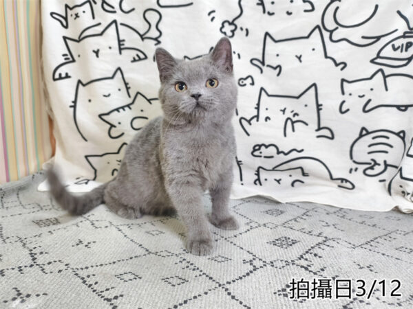 114年11月出生：《立耳英國短毛公貓》 (已售)