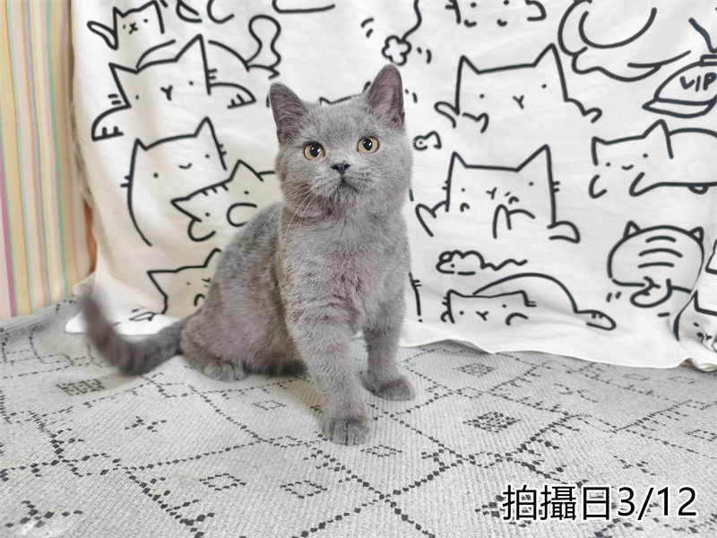 114年11月出生：《立耳英國短毛公貓》 (藍色)