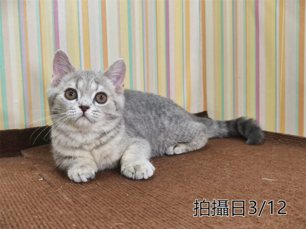 114年12月出生：《立耳英國短毛母貓》 (藍金虎斑)