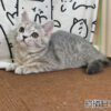 114年12月出生：《立耳英國短毛母貓》 (藍金虎斑)