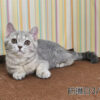 114年12月出生：《立耳英國短毛母貓》 (藍金虎斑)