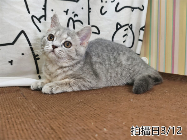 114年12月出生：《立耳英國短毛母貓》 (藍金虎斑)