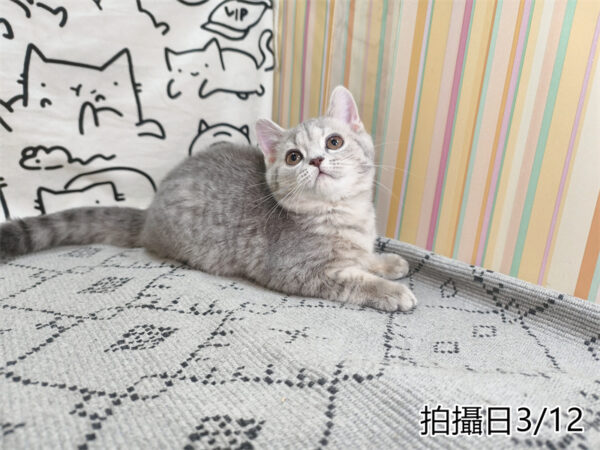 114年12月出生：《立耳英國短毛母貓》 (藍金虎斑)