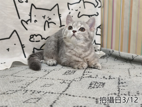 114年12月出生：《立耳英國短毛母貓》 (藍金虎斑)