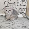 114年12月出生：《立耳英國短毛母貓》 (藍金虎斑)