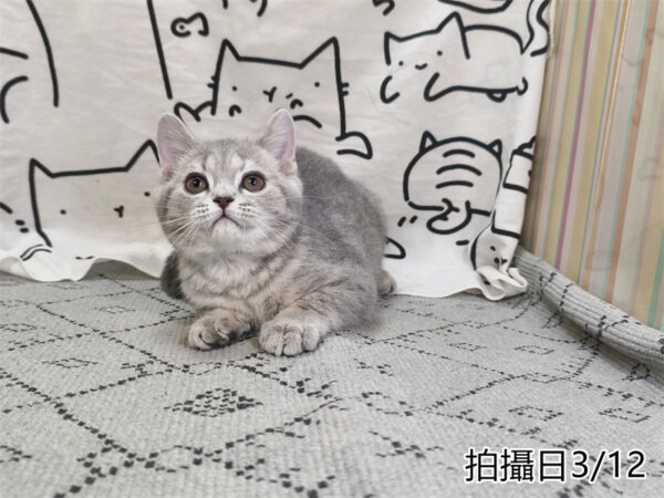 114年12月出生：《立耳英國短毛母貓》 (藍金虎斑)