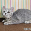 114年12月出生：《立耳英國短毛母貓》 (藍金虎斑)