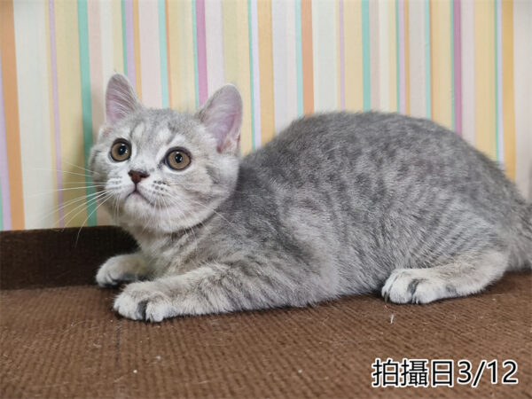 114年12月出生：《立耳英國短毛母貓》 (藍金虎斑)