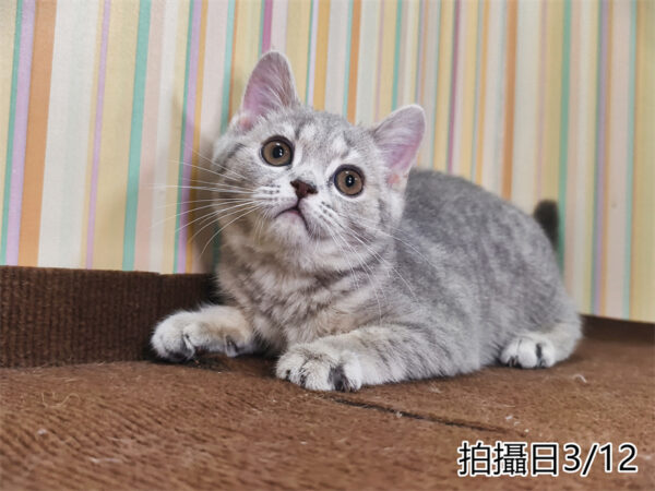114年12月出生：《立耳英國短毛母貓》 (藍金虎斑)