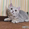 114年12月出生：《立耳英國短毛母貓》 (藍金虎斑)