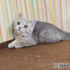 114年12月出生：《立耳英國短毛母貓》 (藍金虎斑)