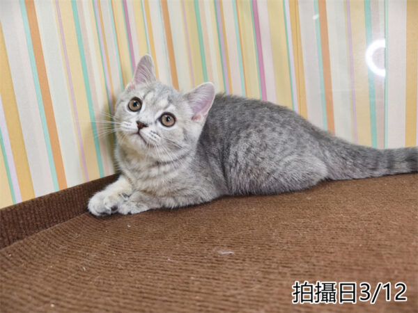 114年12月出生：《立耳英國短毛母貓》 (藍金虎斑)