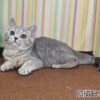 114年12月出生：《立耳英國短毛母貓》 (藍金虎斑)