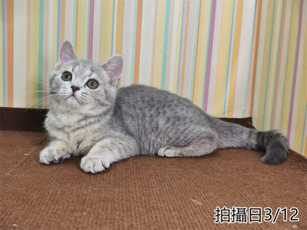 114年12月出生：《立耳英國短毛母貓》 (藍金虎斑)