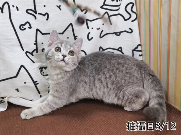 114年12月出生：《立耳英國短毛母貓》 (藍金虎斑)