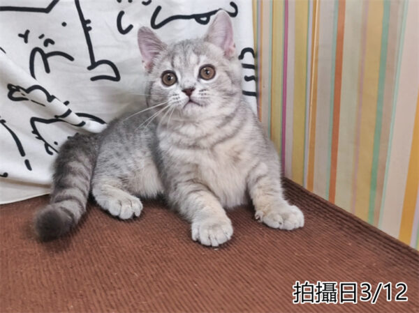 114年12月出生：《立耳英國短毛母貓》 (藍金虎斑)