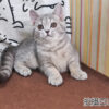 114年12月出生：《立耳英國短毛母貓》 (藍金虎斑)