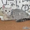 114年12月出生：《立耳英國短毛母貓》 (藍金虎斑)