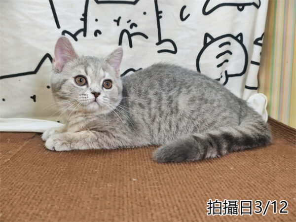 114年12月出生：《立耳英國短毛母貓》 (藍金虎斑)