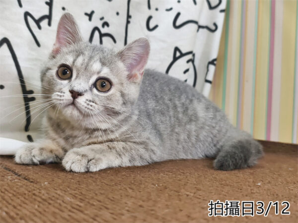 114年12月出生：《立耳英國短毛母貓》 (藍金虎斑)